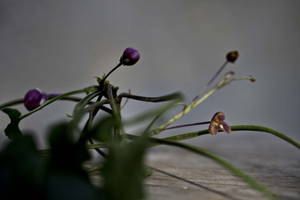 fleurs et fruit de Violette (Viola odorata)