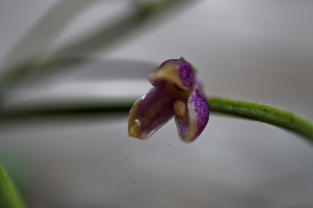 Fruit de violette (Viola odorata)