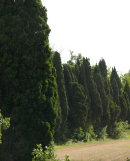 Deux ou trois petites choses sur les  cyprès