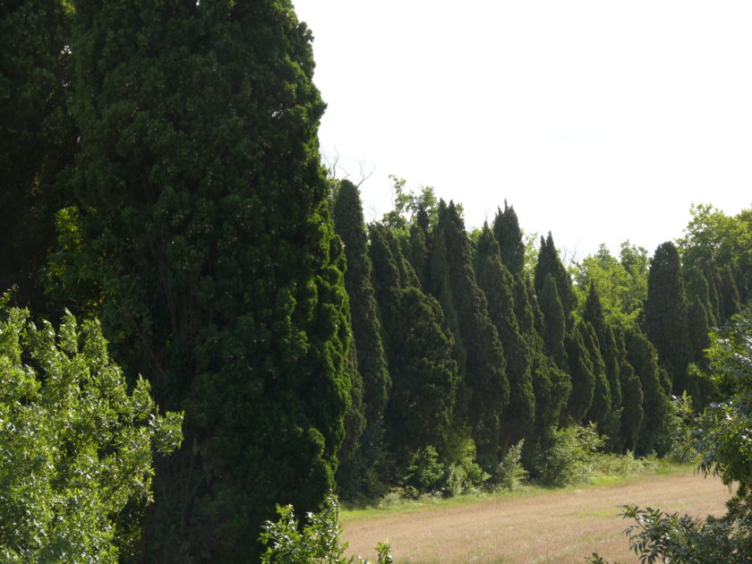 Deux ou trois petites choses sur les  cyprès