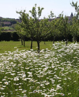 Un verger-jardin, dédié à la biodiversité