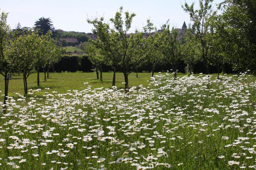 Des nouvelles de la prairie fleurie des jardins de la Bigotie