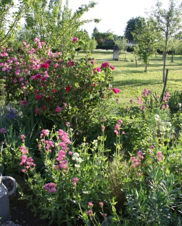 L’été au jardin… Article paru dans le Bufarot n°14