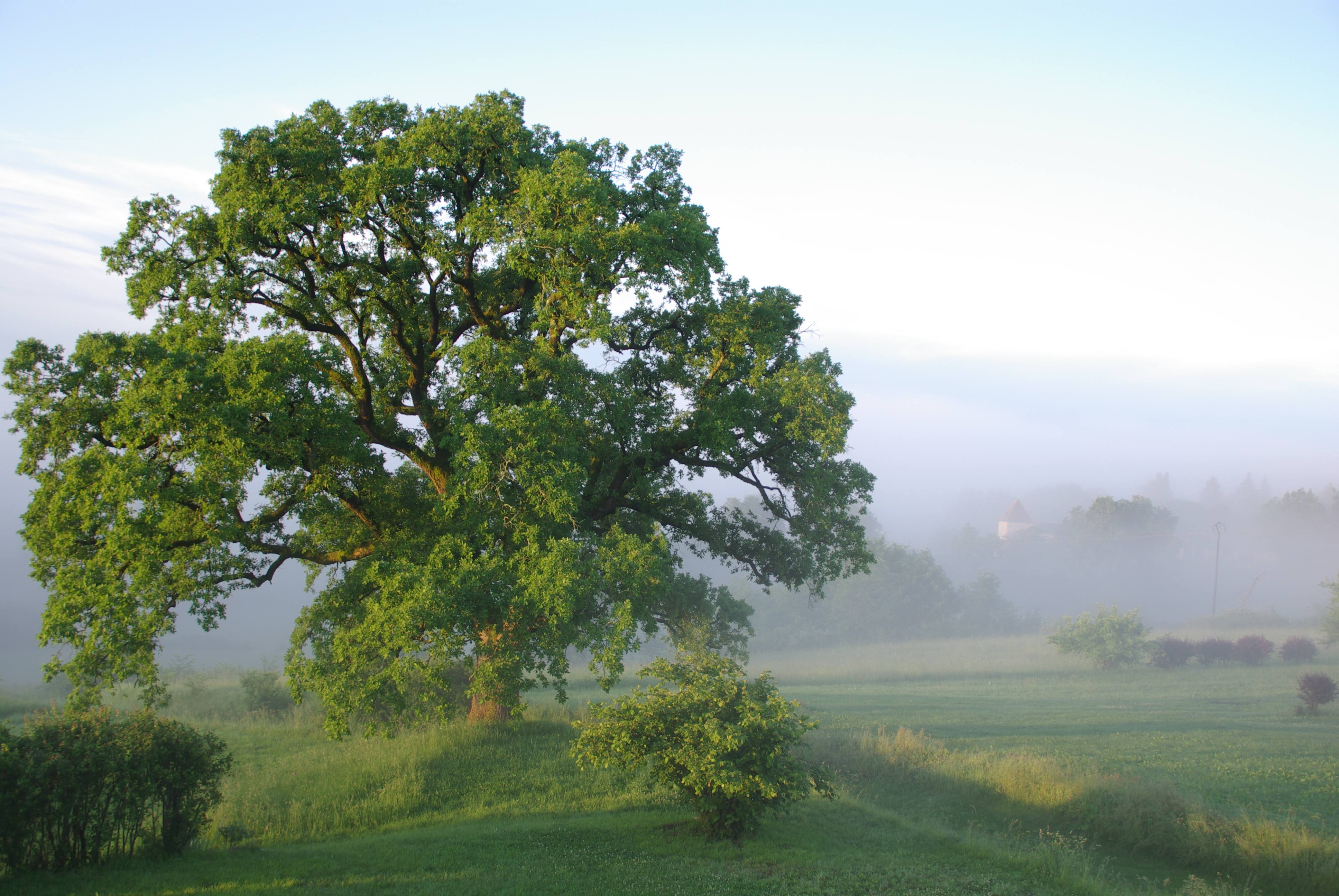 Plaidoyer pour les arbres de nos campagnes