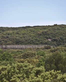 Testez vos connaissances sur la forêt méditerranéenne!