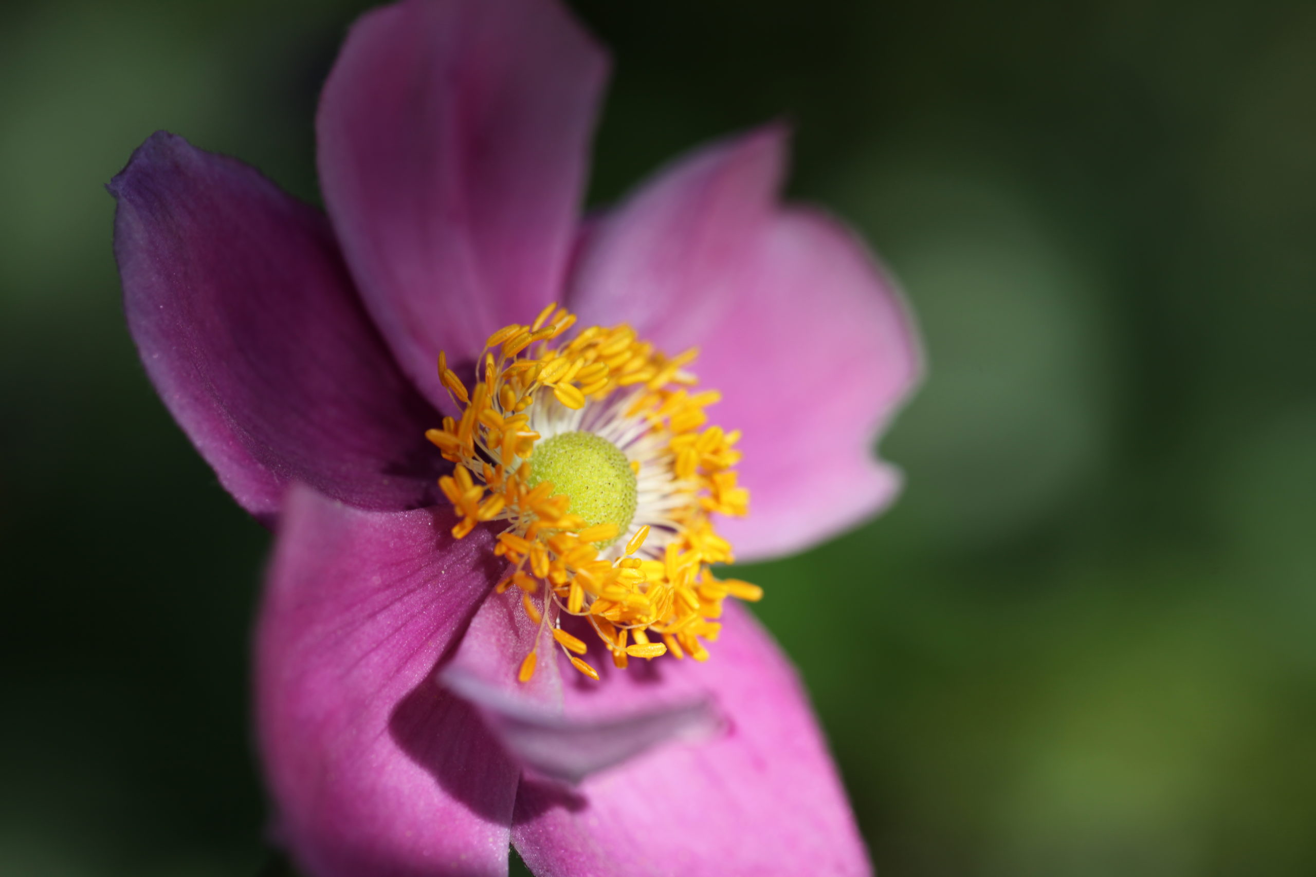 Les fleurs hissent la couleur ! | Botanique Jardins Paysages