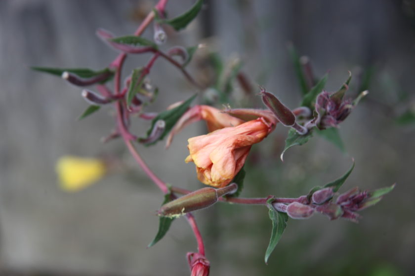 Les fleurs hissent la couleur ! | Botanique Jardins Paysages