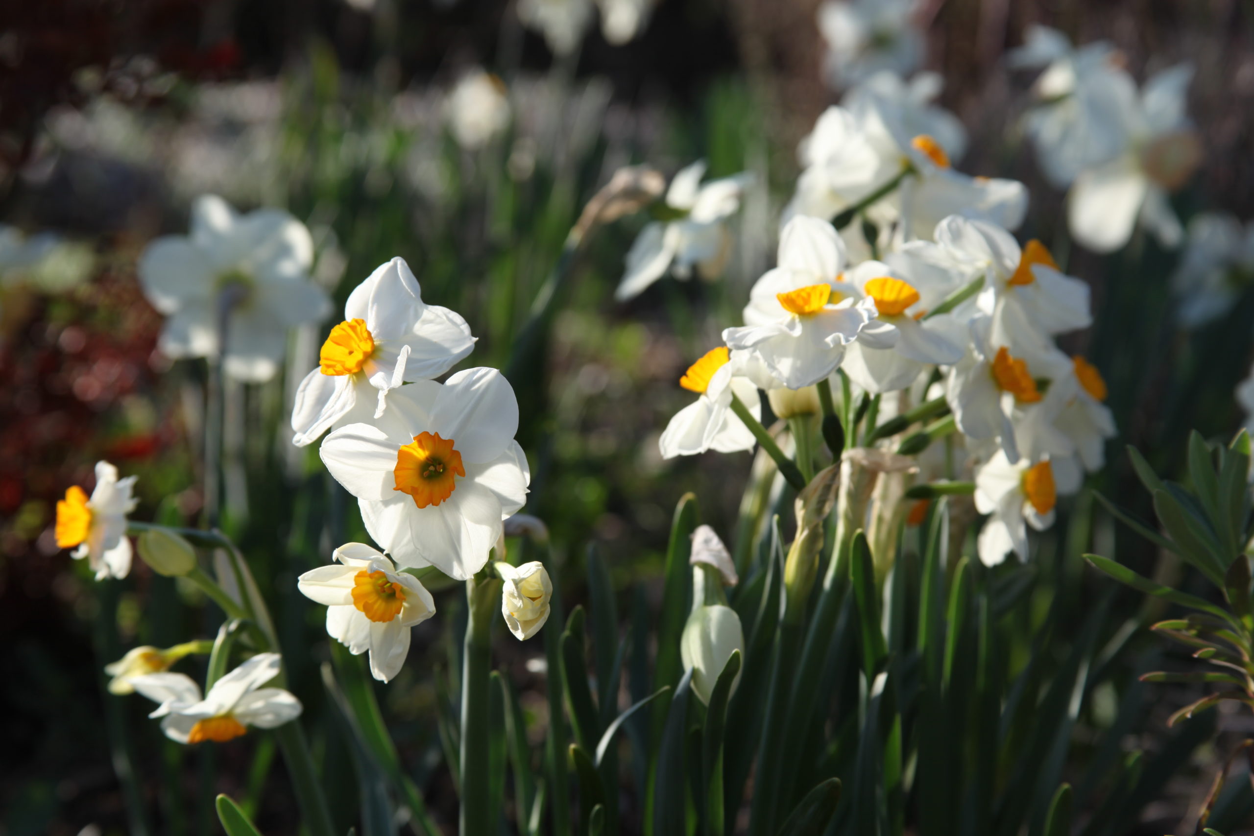 Les fleurs hissent la couleur ! | Botanique Jardins Paysages