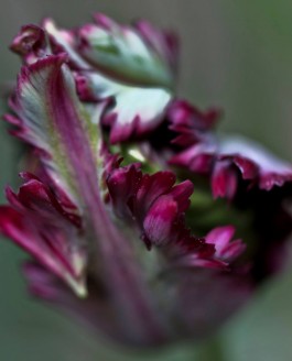 Une tulipomanie qui n’en finit pas…