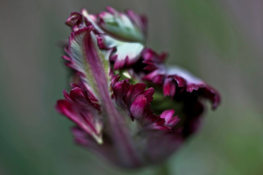 Une tulipomanie qui n’en finit pas…