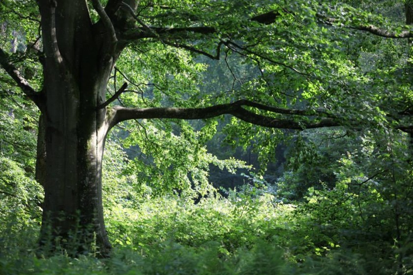 Plantons donc des arbres !