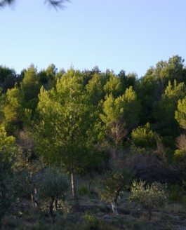 Qui est vraiment ce pin d’Alep qui barbouille nos paysages méditerranéens ?