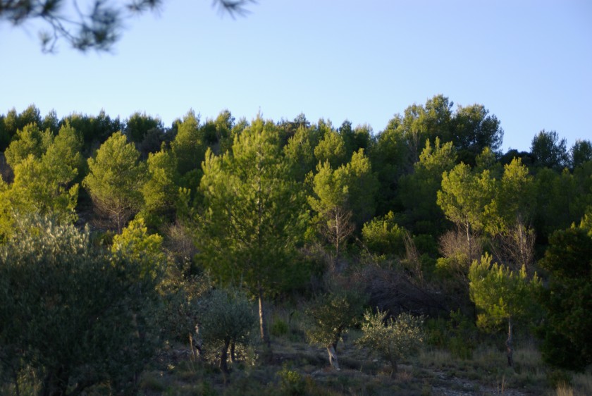 Qui est vraiment ce pin d’Alep qui barbouille nos paysages méditerranéens ?