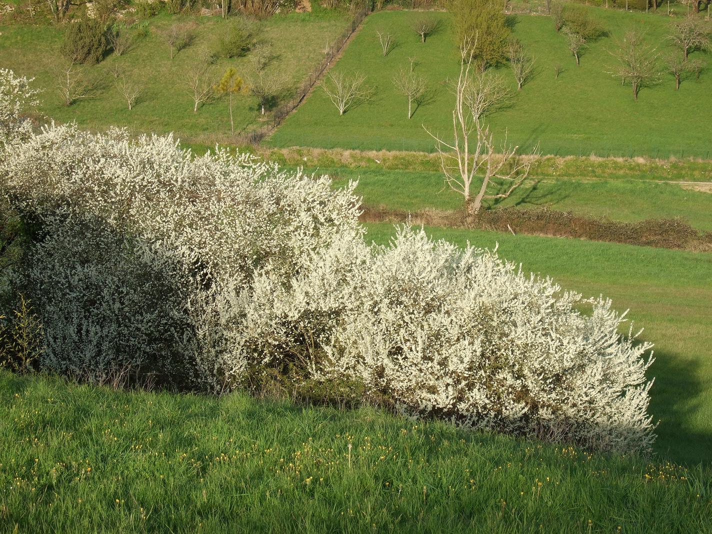 Des haies apicoles qui participent à la sauvegarde des abeilles….