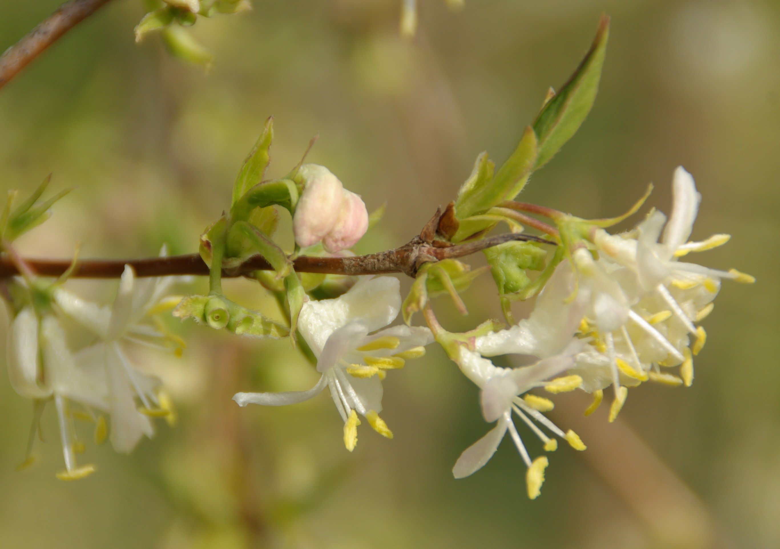 Lonicera frangantissima est en fleur dans les jardins de la Bigotie.