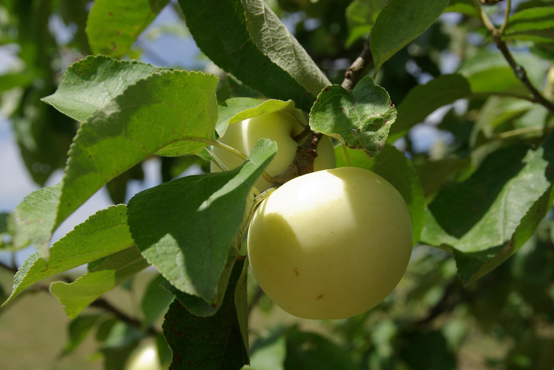 Les pommes de la Saint Jean à maturité