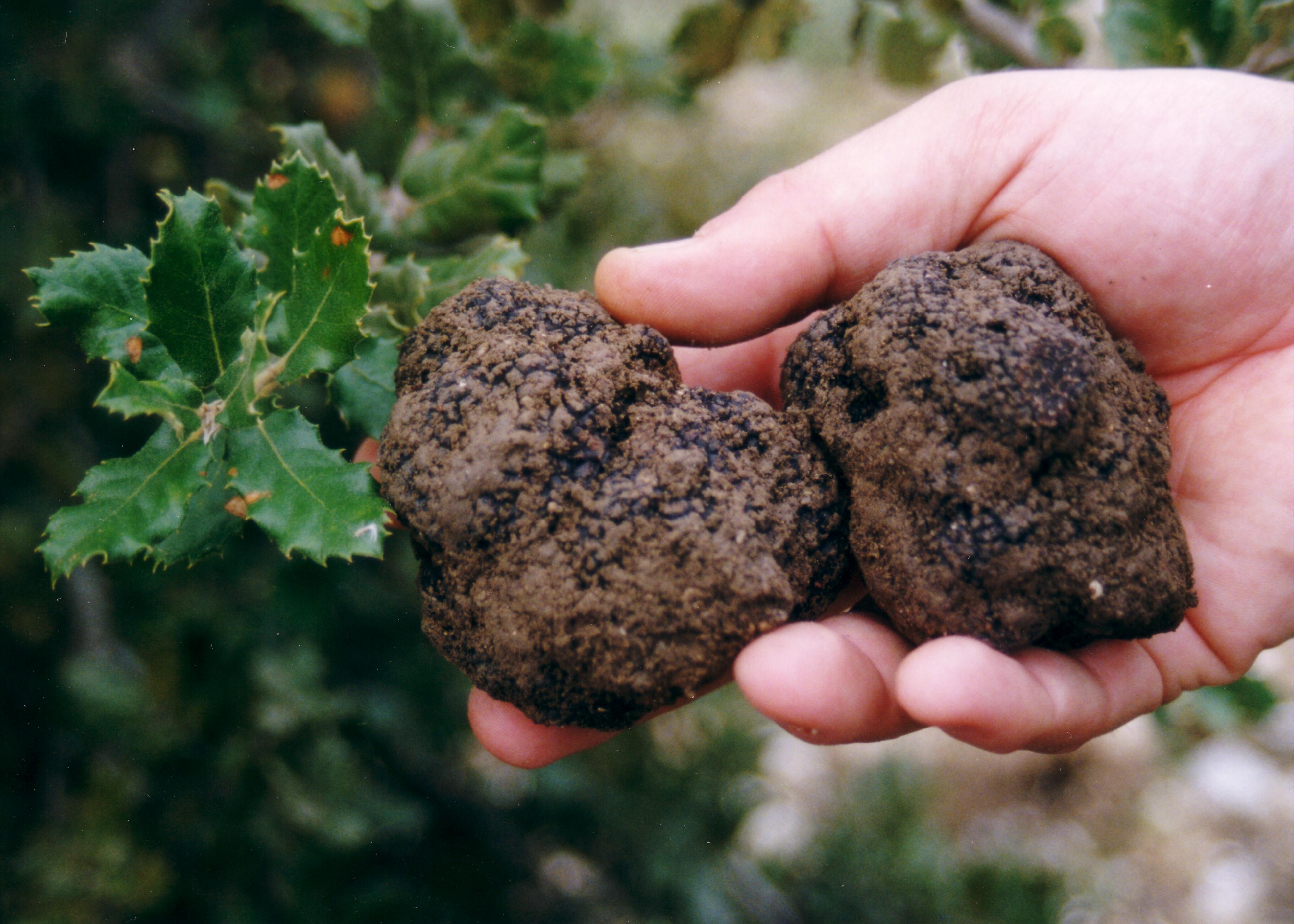 truffes-dans-main.jpg