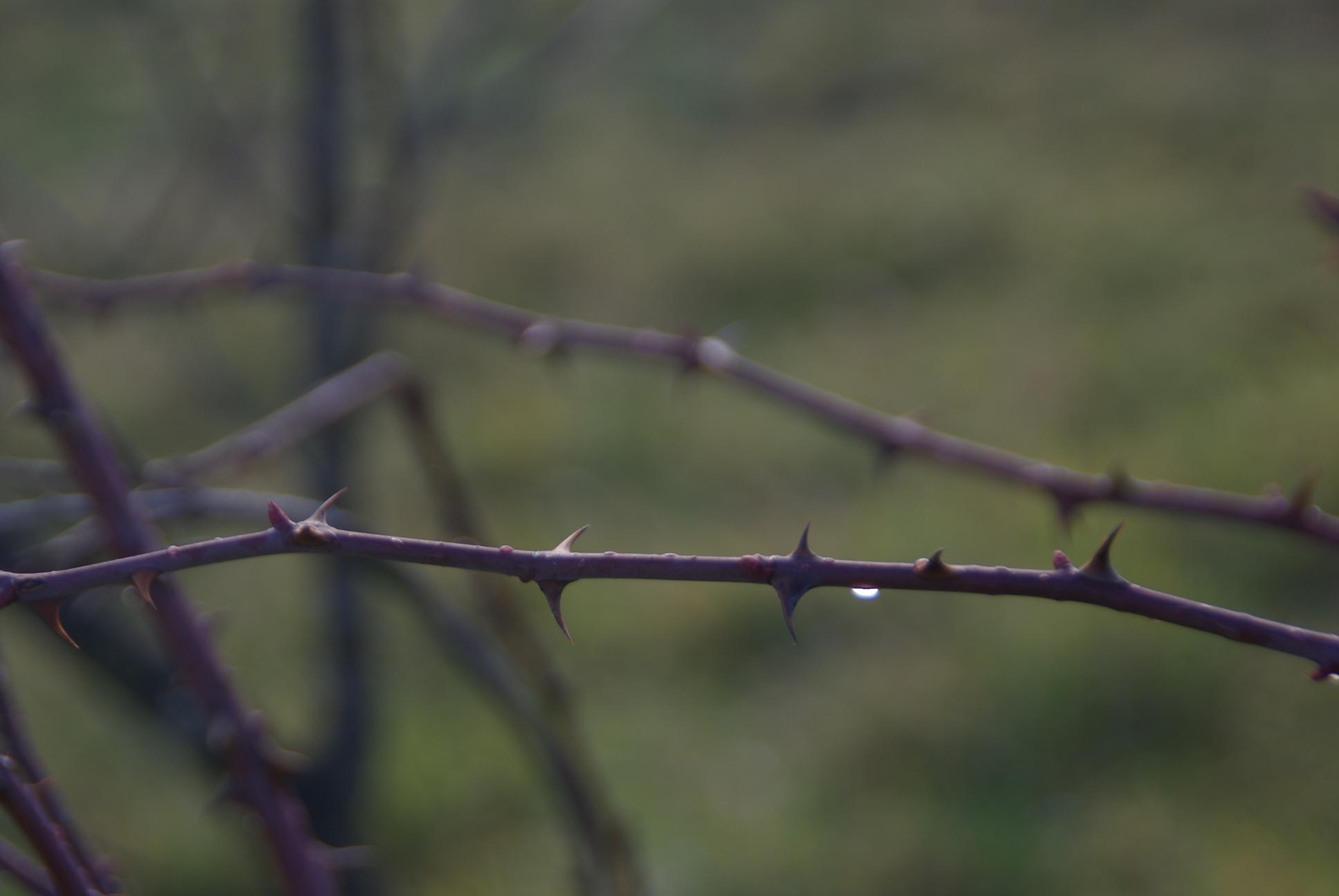 Mais pourquoi les plantes ont elles des épines et des aiguillons ?