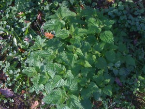 La grande ortie (Urtica dioica) dans tous ses états…