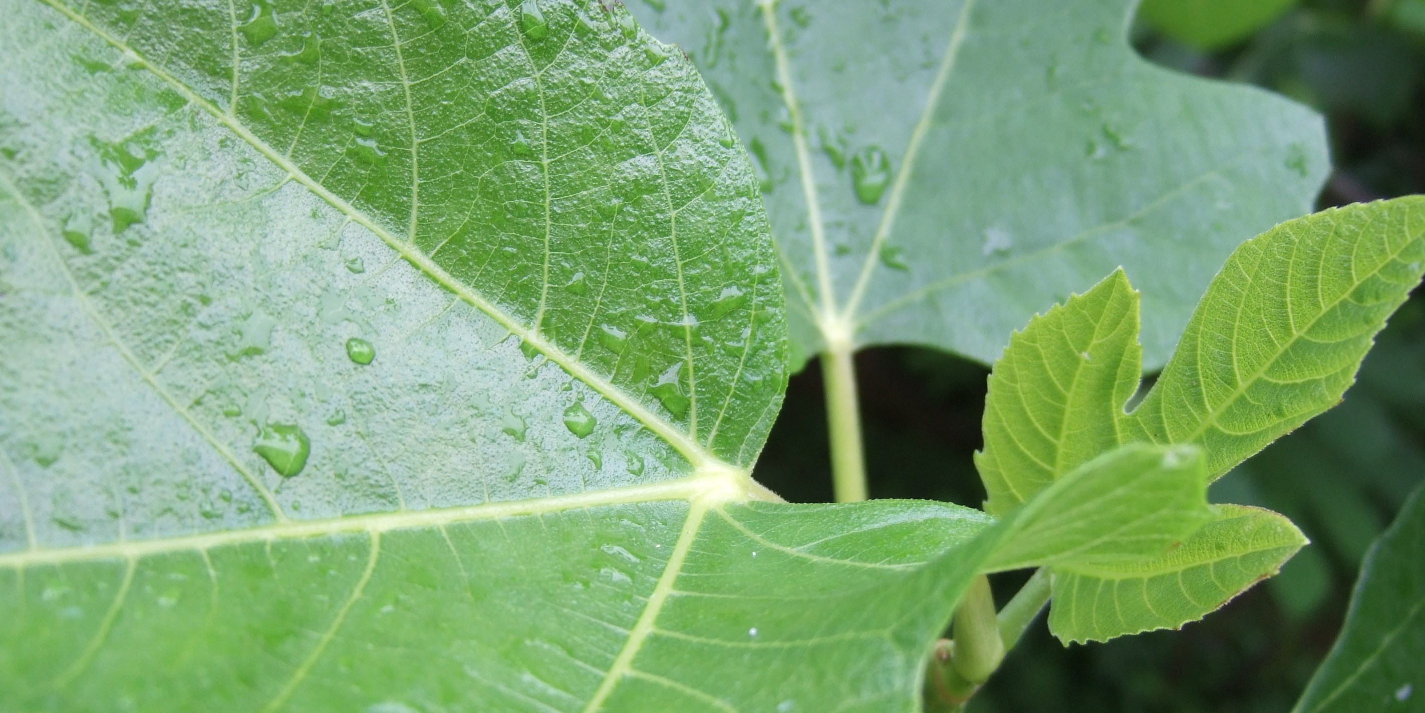 Puisqu’il pleut, parlons d’eau… et de plantes bien sûr…