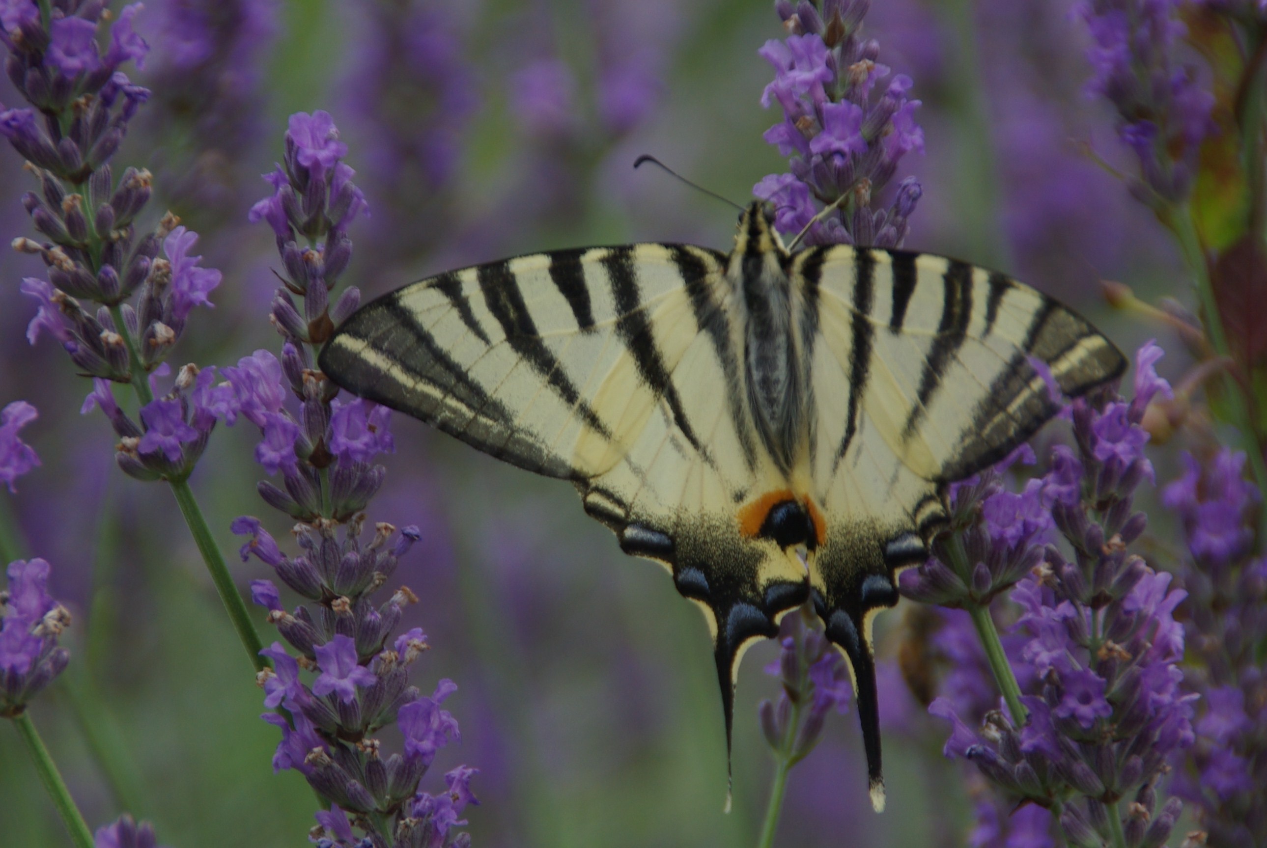 2009 une migration exceptionnelle de papillons