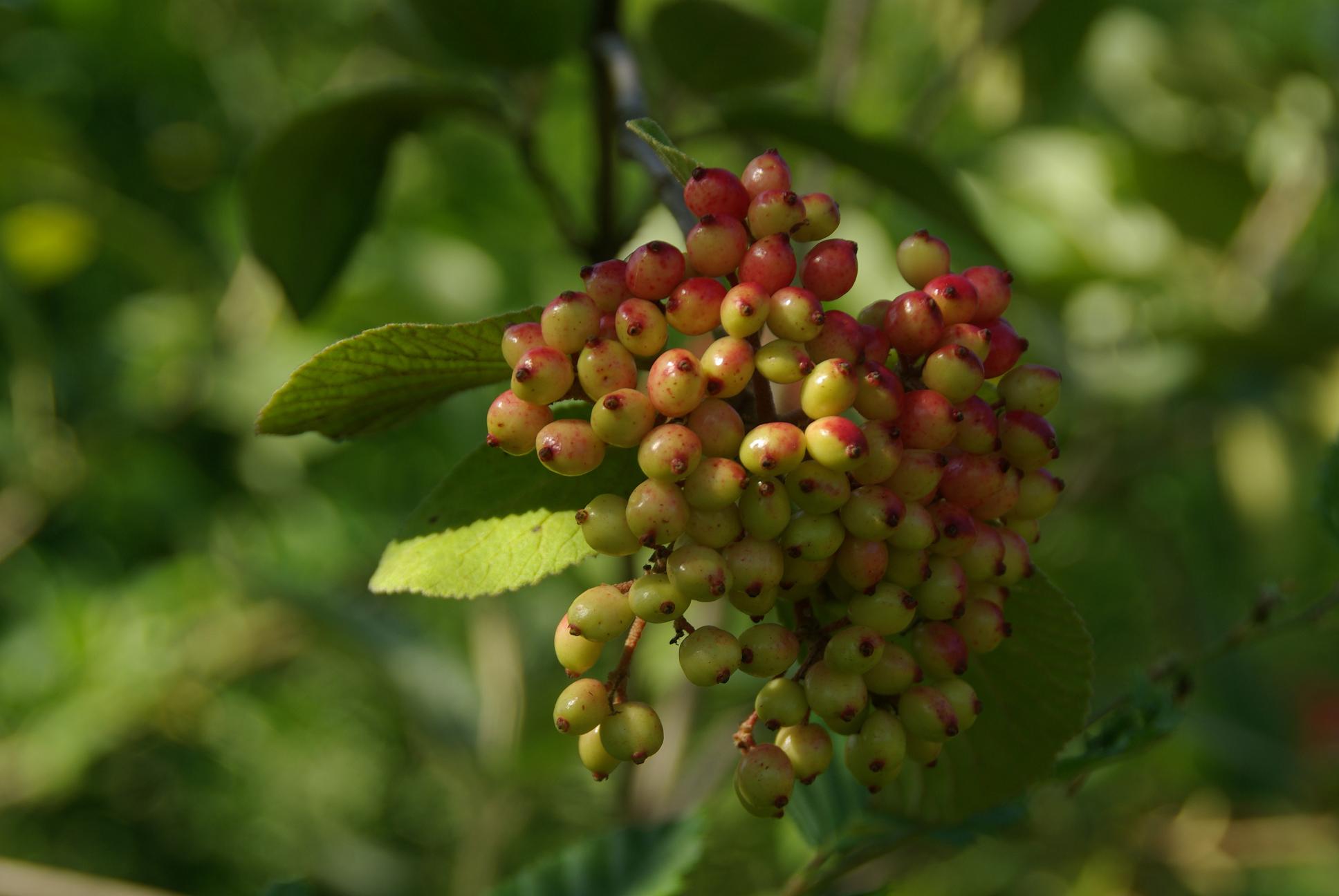 Il fait chaud, très chaud, trop chaud pour travailler, mais au jardin de drôles de fruits en profitent pour mûrir…