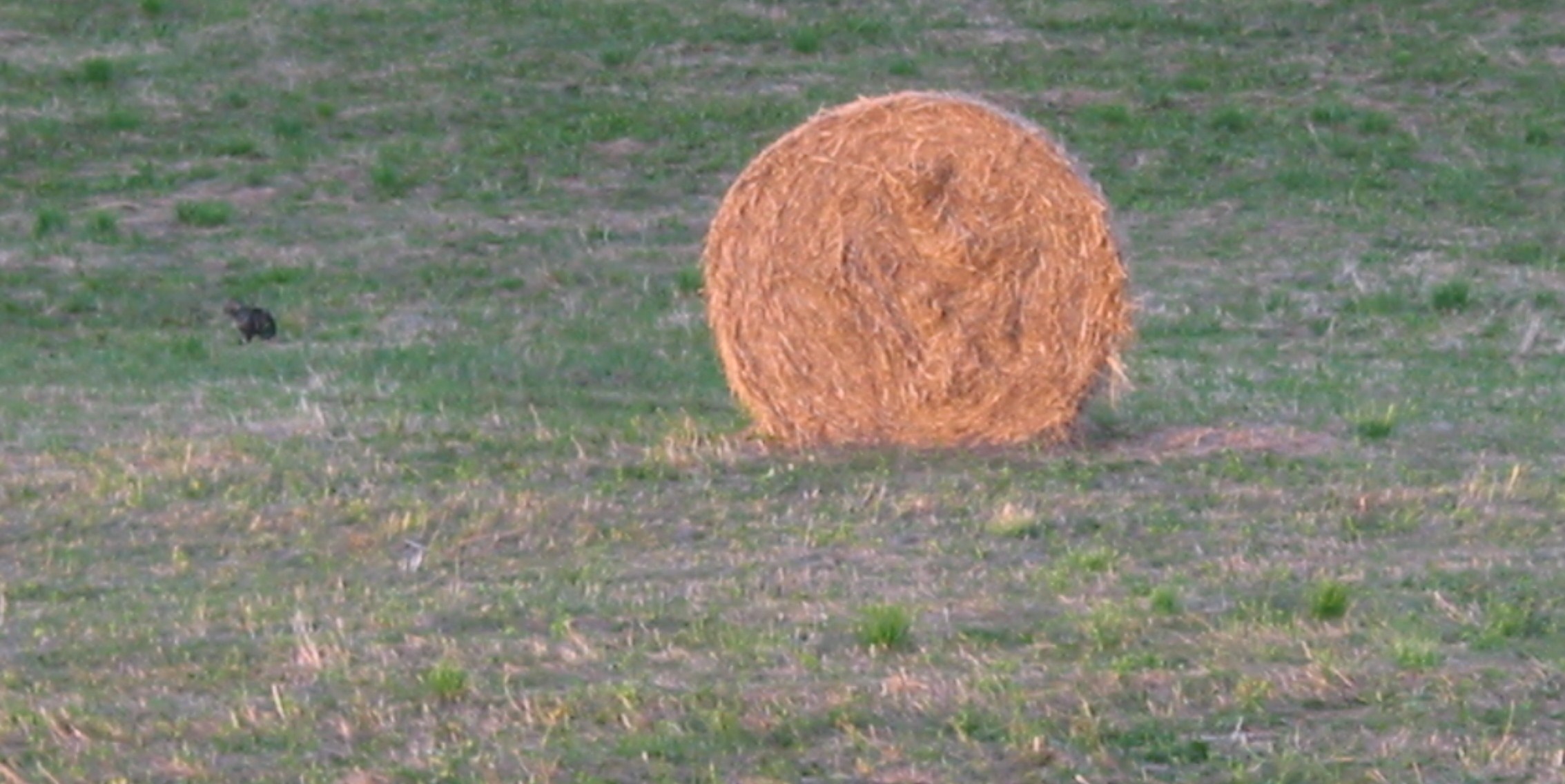 Plaidoyer pour une agriculture de proximité !