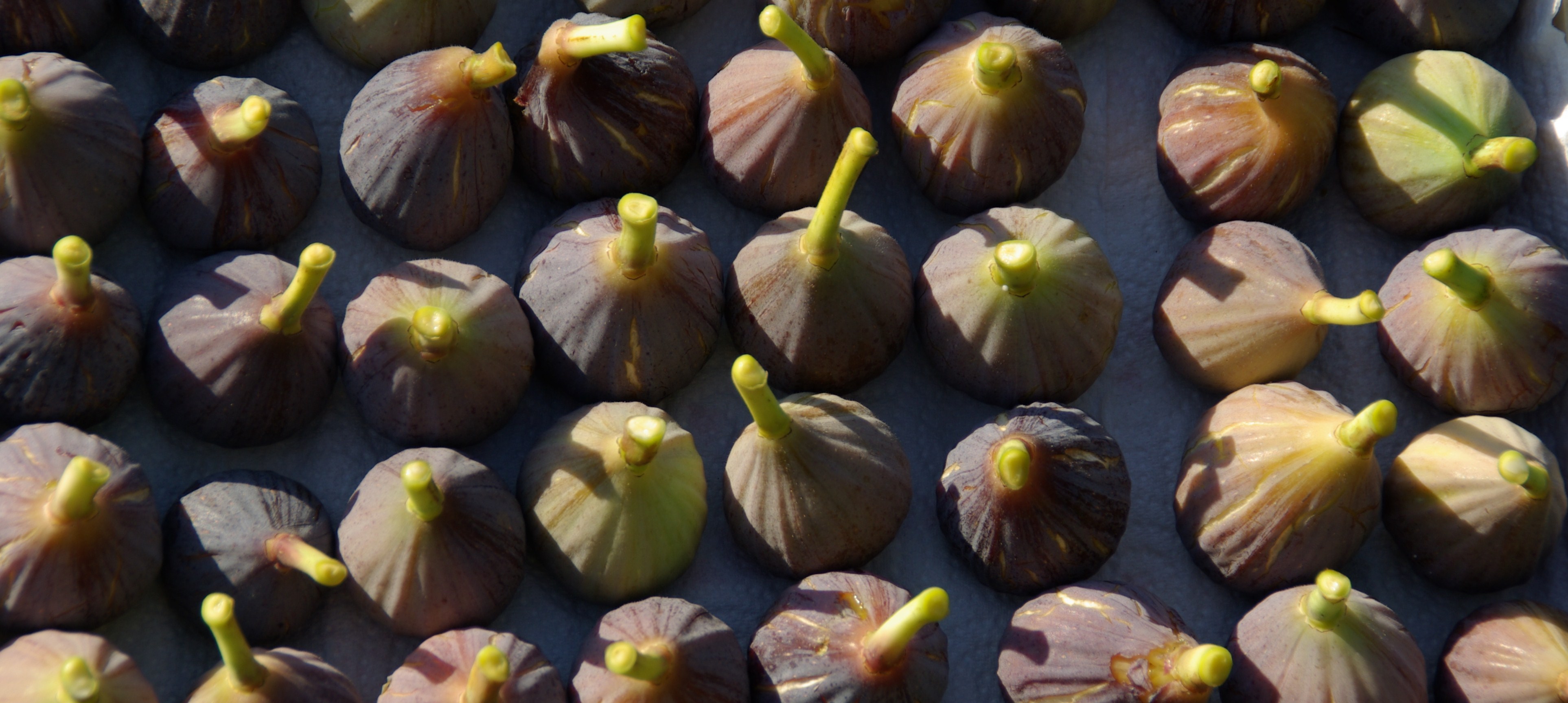 Révisons la pollinisation du figuier…