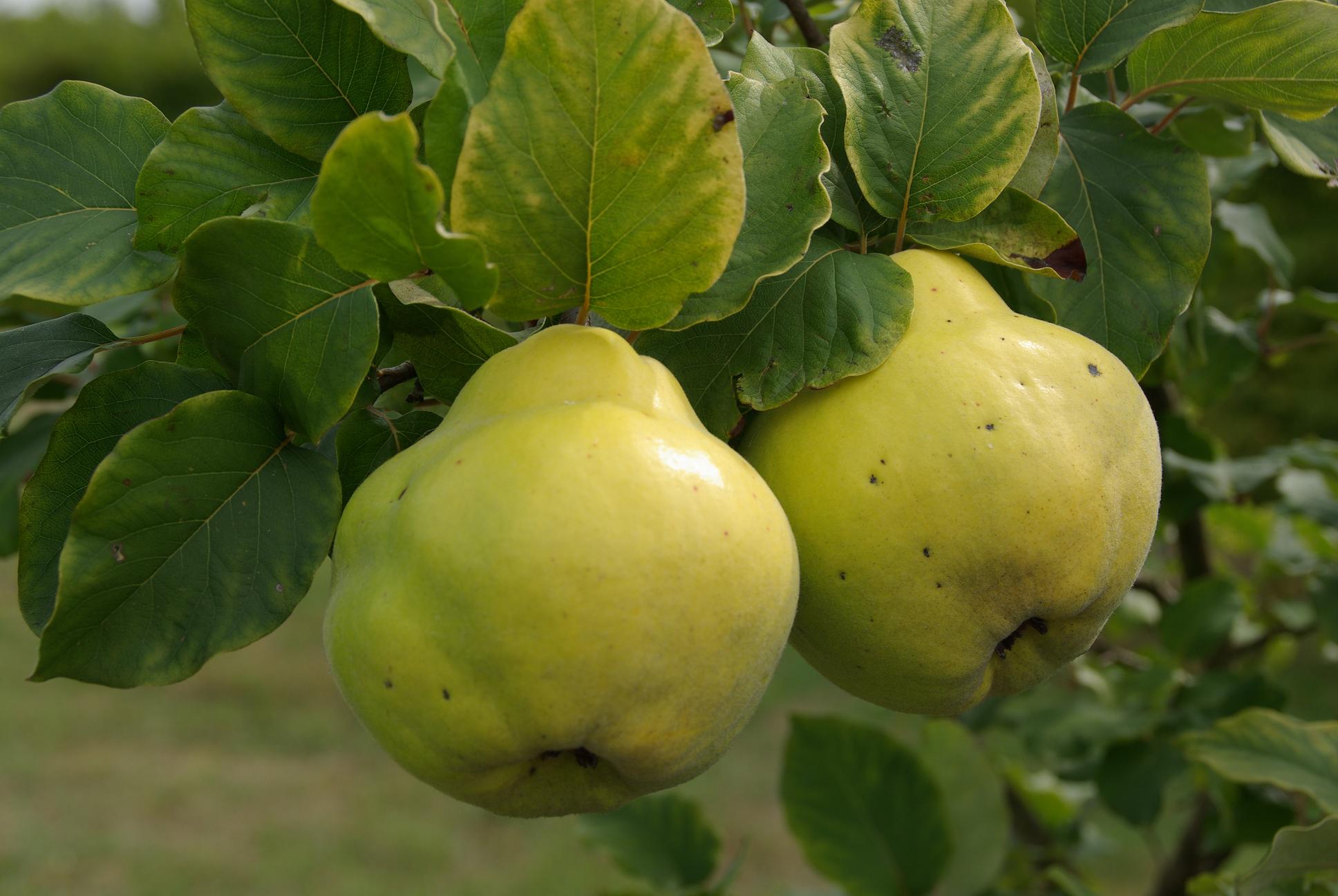 C’est l’automne, la récolte des coings s’annonce…