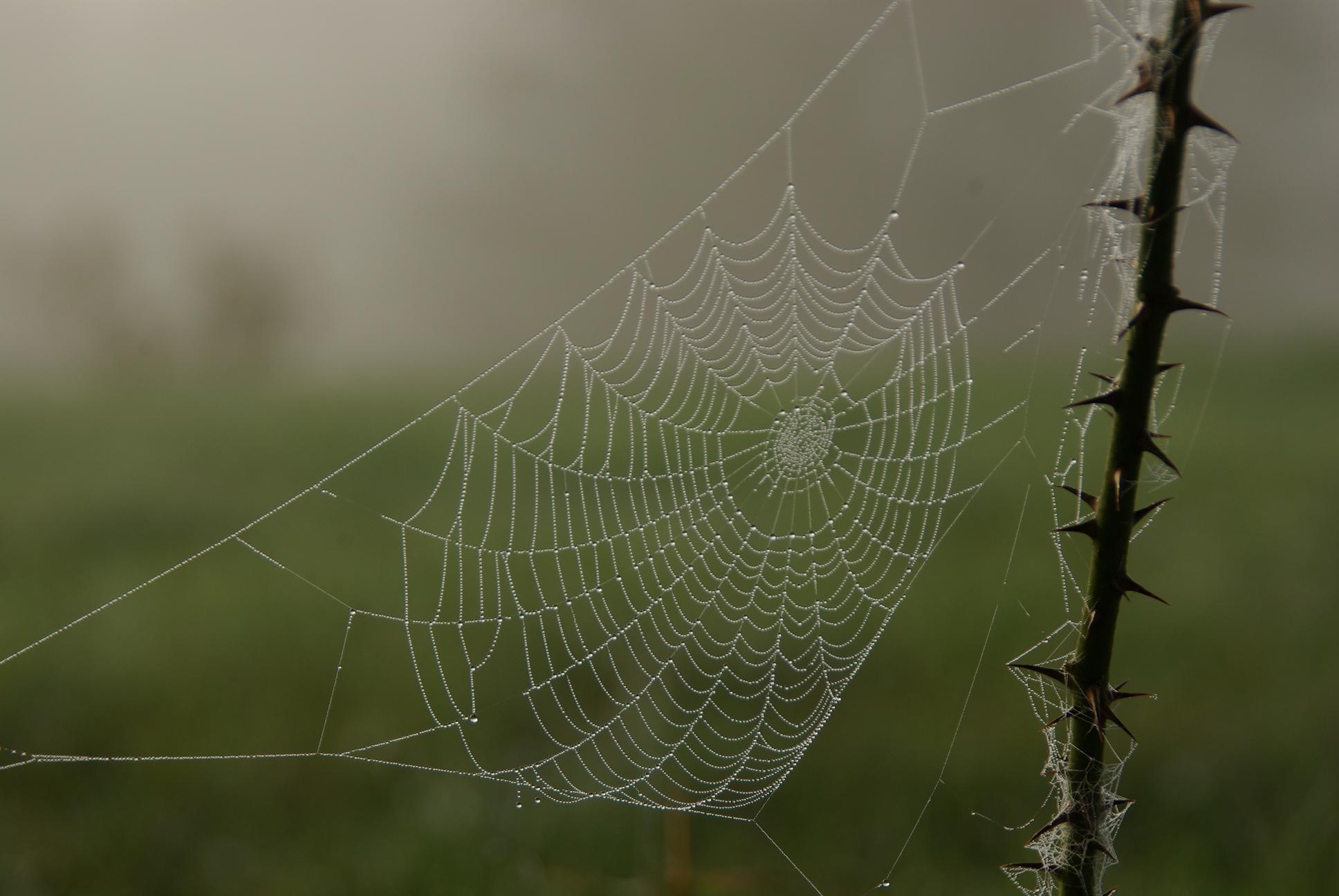 Araignée du matin….