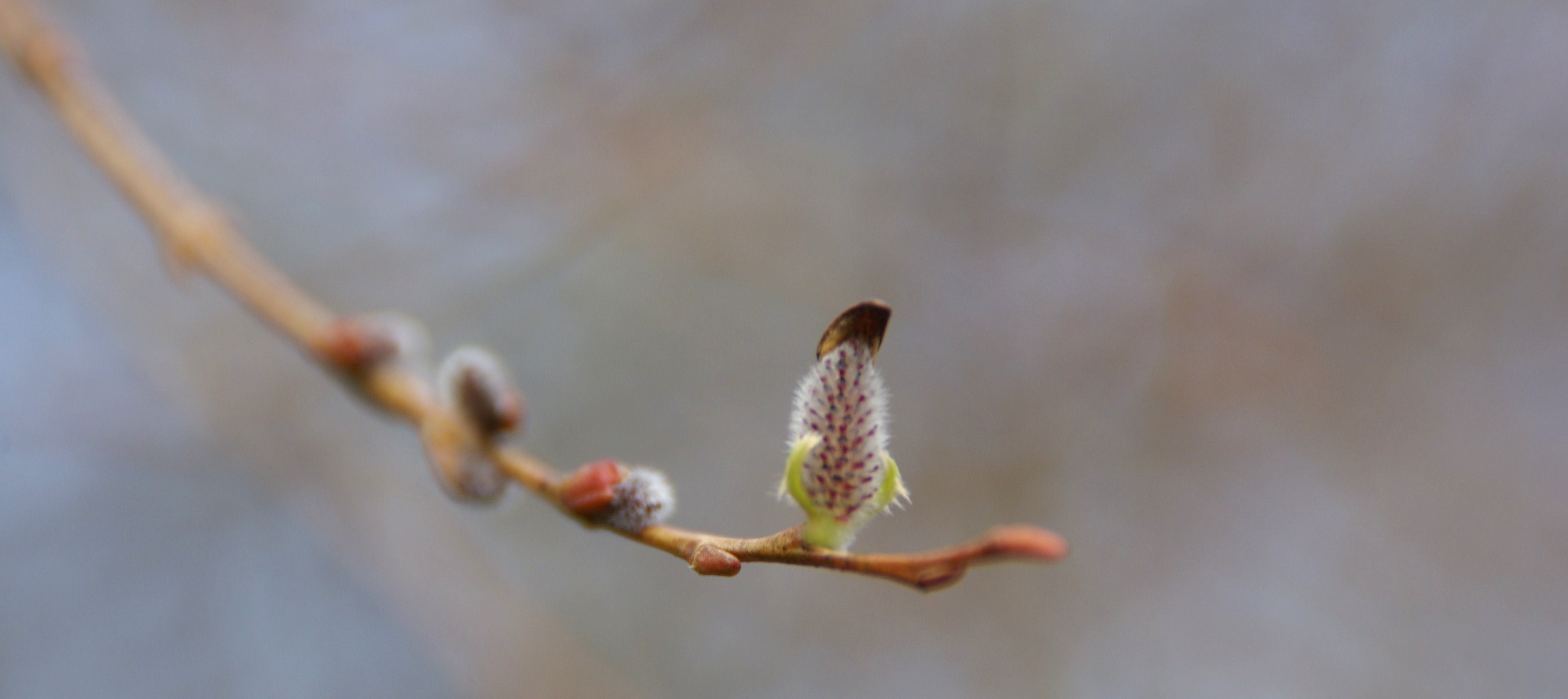 ça bouge aux jardins… les bourgeons éclosent… il serait temps…