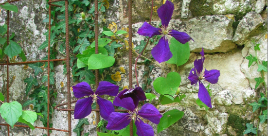 Un été tout en bleu dans les jardins