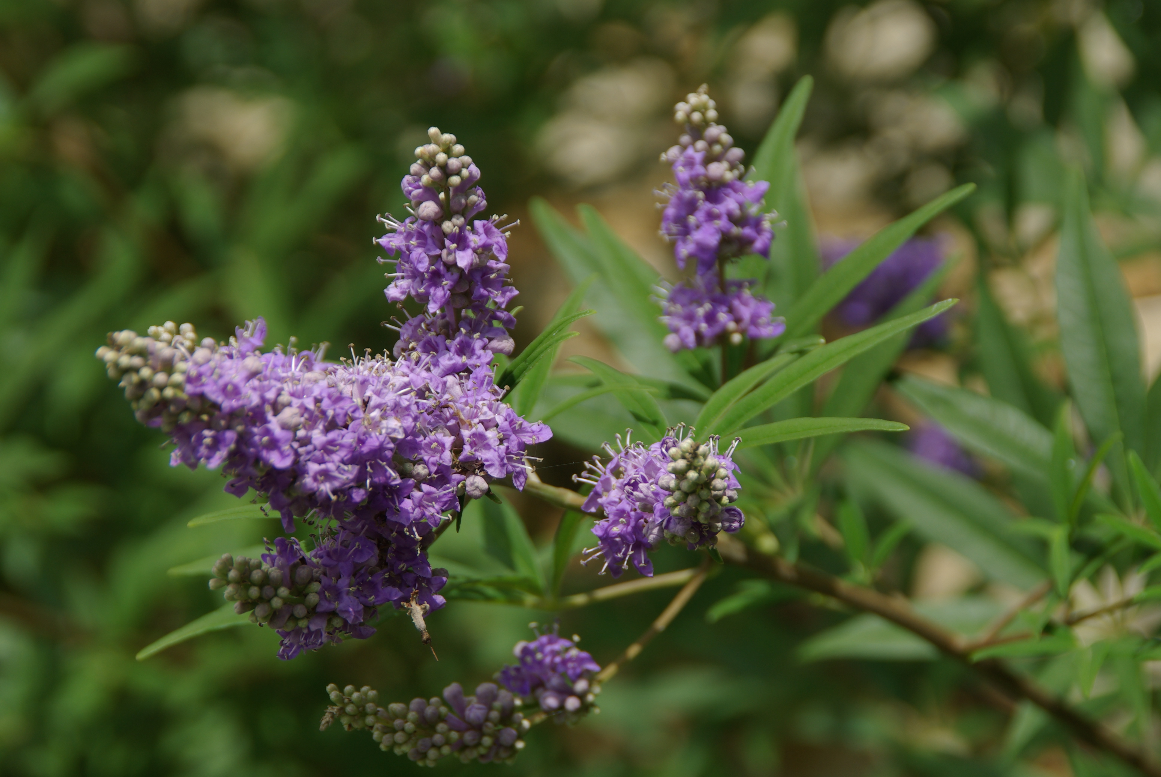 Gros plan sur le poivre des moines (Vitex agnus castus)