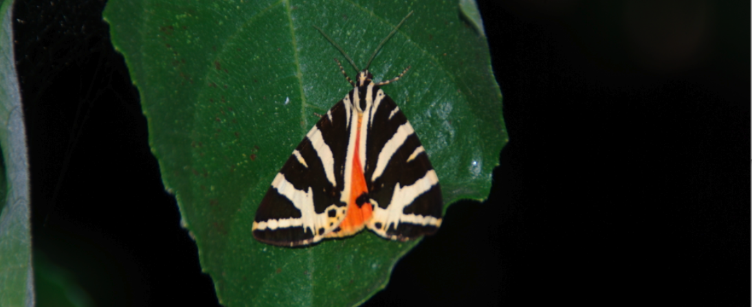 Une Écaille chinée dans les jardins de la Bigotie