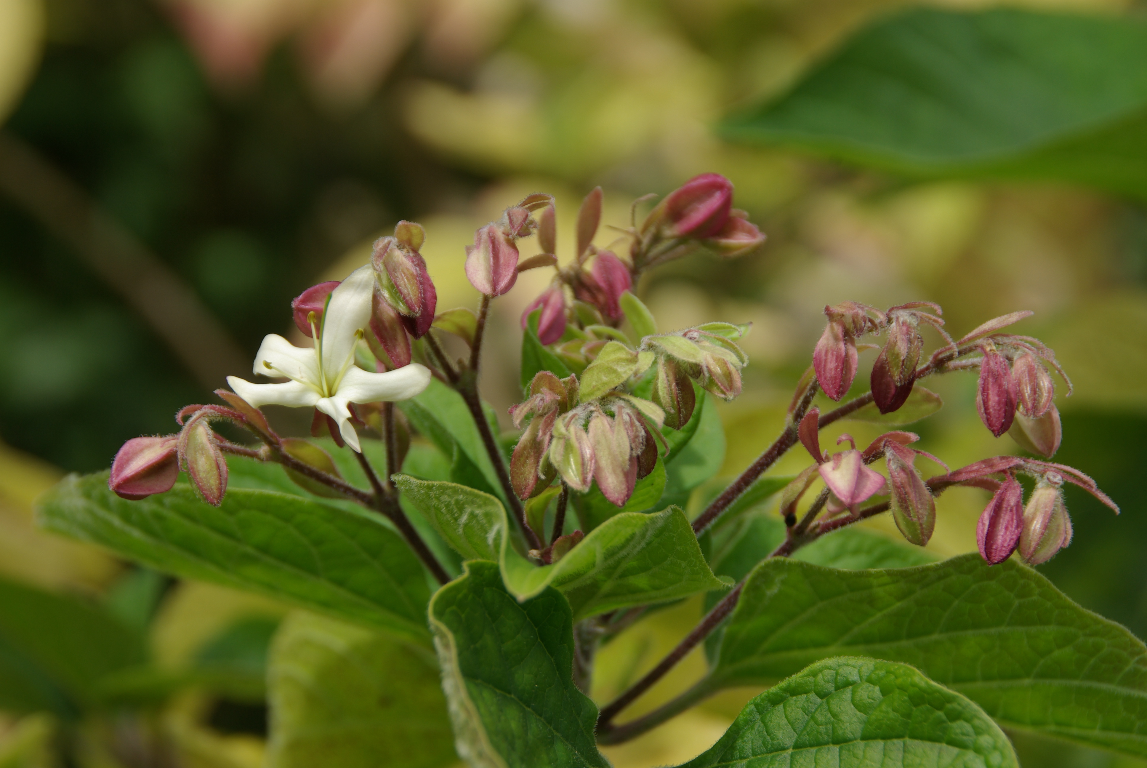 L’arbre du clergé, Clerodendron trichotomum.