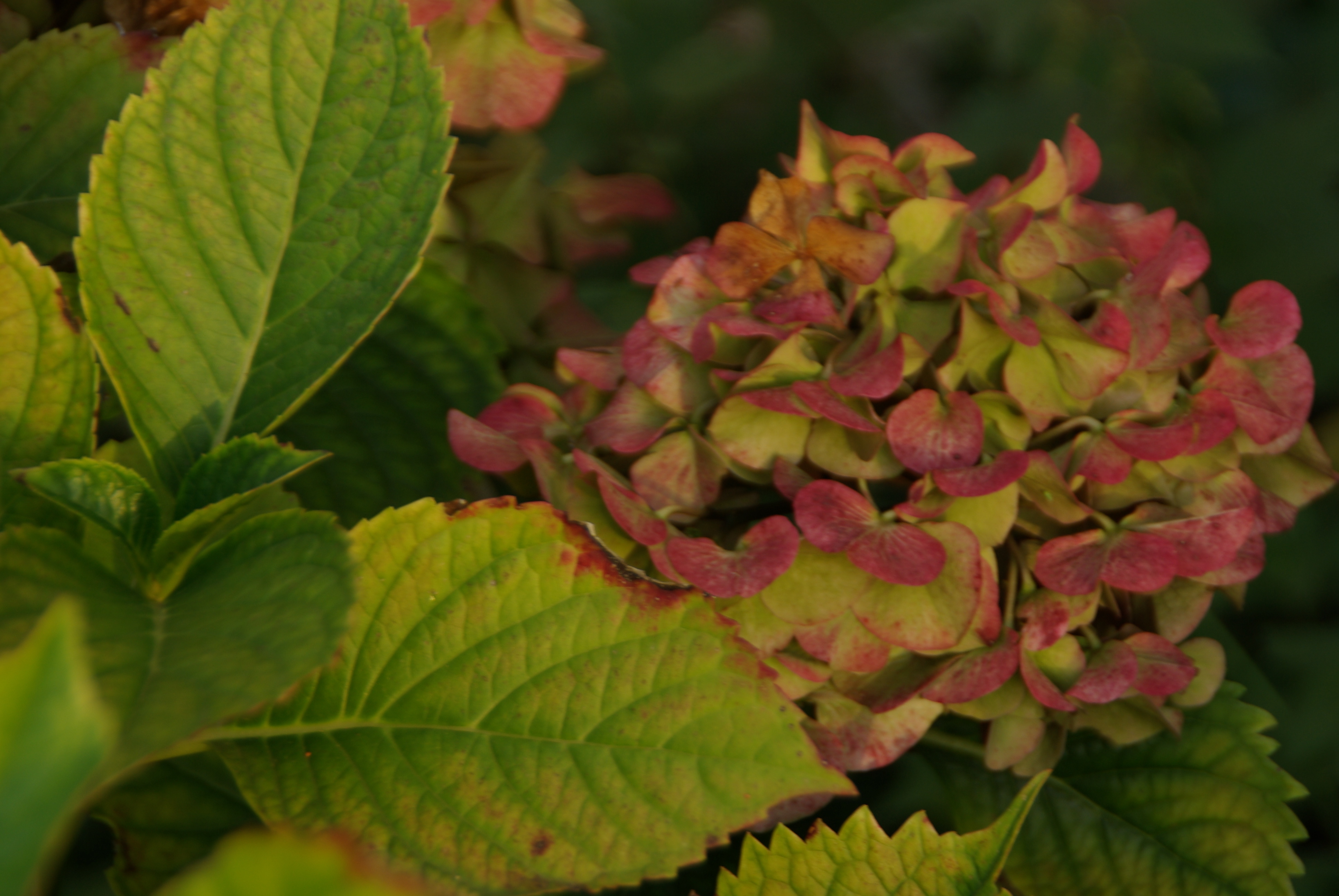 Mystérieux Hortensia…