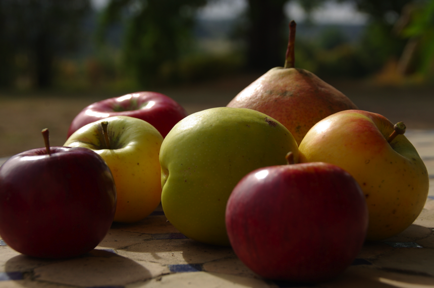 A la Saint Michel (29/09), cueille ton fruit tel quel.