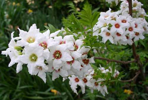 Xanthoceras sorbifolia, une plante rare ?