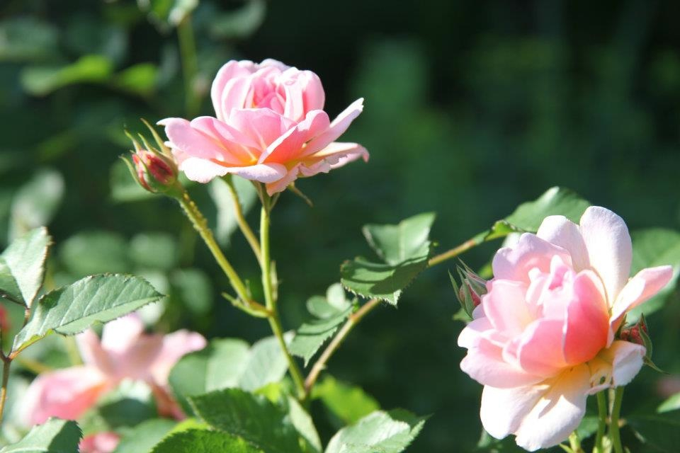 Jamais je ne m’habituerai au printemps.