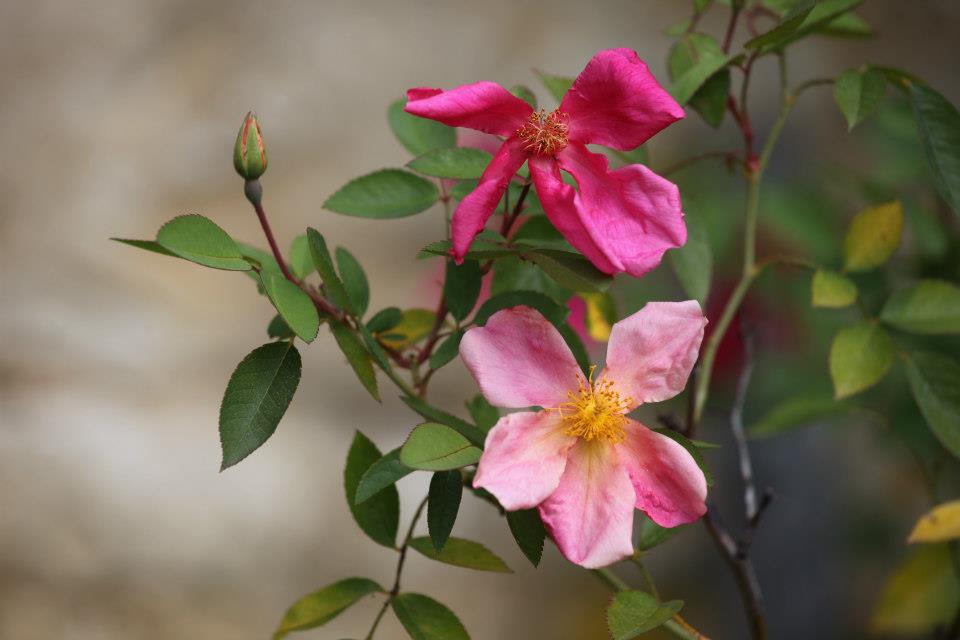 Rosa chinensis mutabilis