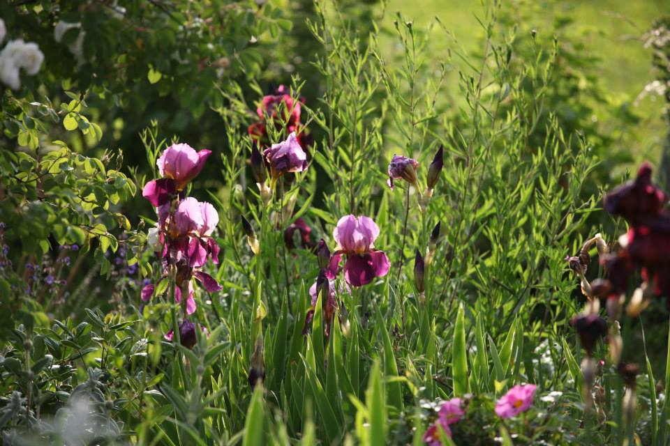 C’est la pleine saison des iris dans les jardins de la Bigotie