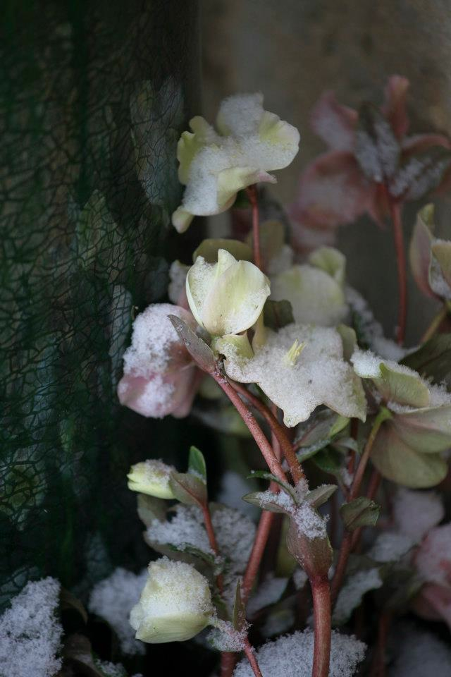 L’hellébore, une fleur au coeur de l’hiver.