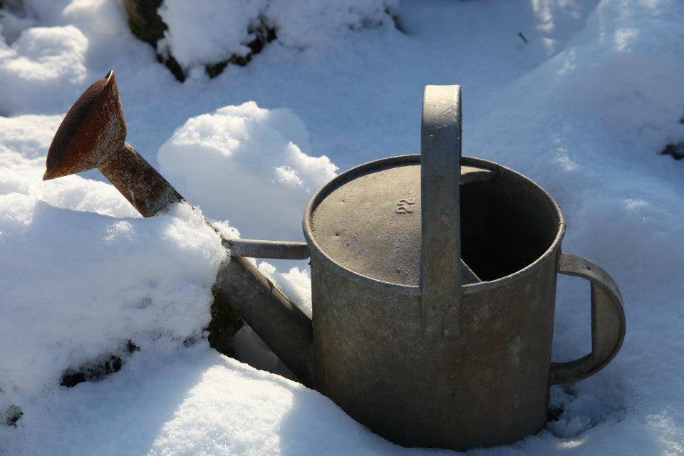 L’hiver au jardin.