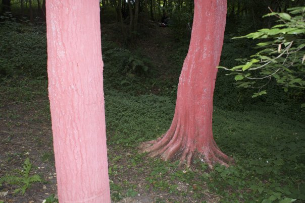 Le jardin, un espace de thérapie.