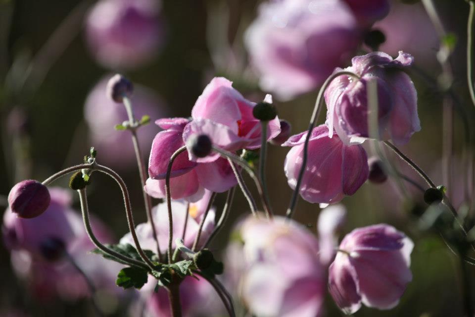 Les jardins de la bigotie voient la vie en rose en ce mois de septembre