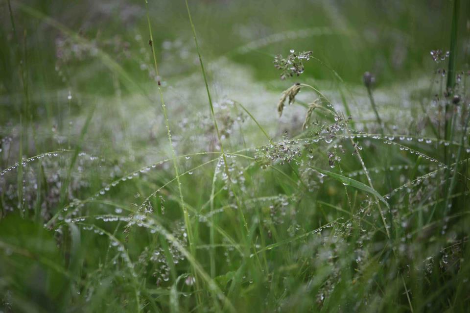 Changements climatiques, la part du jardinier.