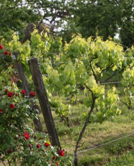 Chaud juillet sur frais juin, peu de blé mais bon vin.