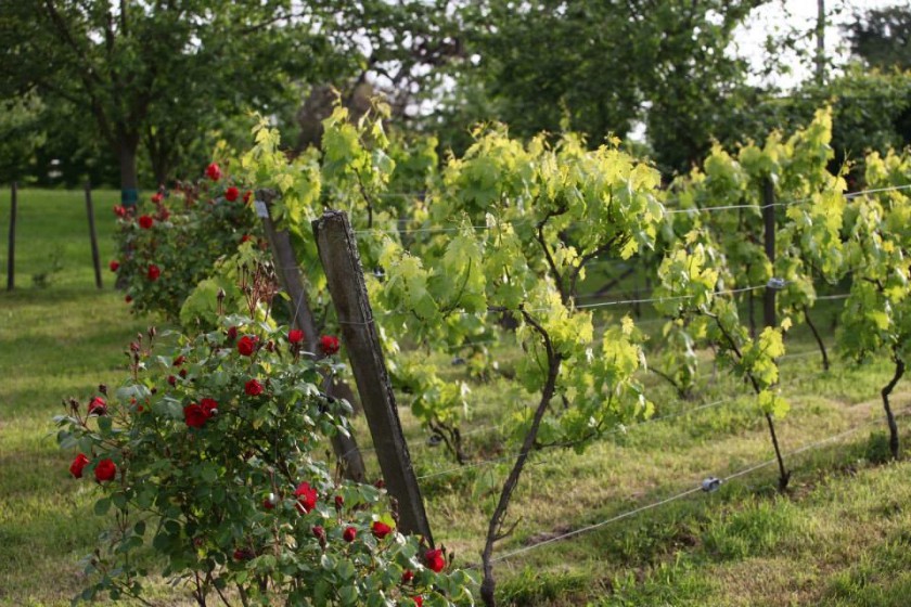 Chaud juillet sur frais juin, peu de blé mais bon vin.