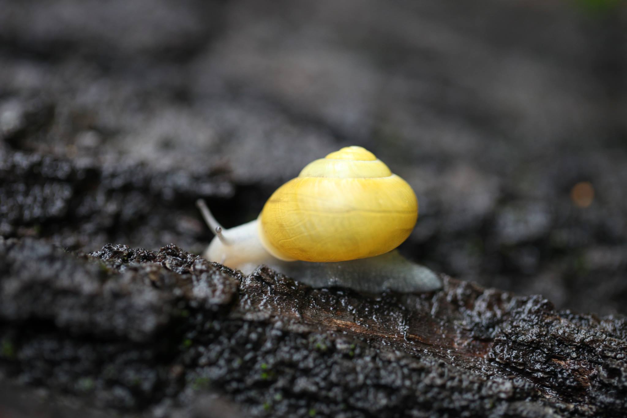 Beau temps pour les escargots…