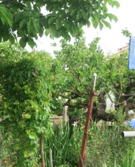 Du côté des jardins solidaires